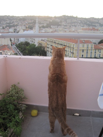 ...but he decided he preferred the sunset from the other balcony. This picture makes me smile like a fool, because we put poor Ted through so much, and he's been (as much as a cat can be) a trooper.
